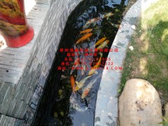 蘇州市魚池水過濾技術