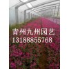 精品芝櫻推薦-河南芝櫻