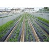普通地膜|山東可信賴的宏昌塑料廠在哪