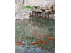 上海市別墅景觀魚池水凈化技術